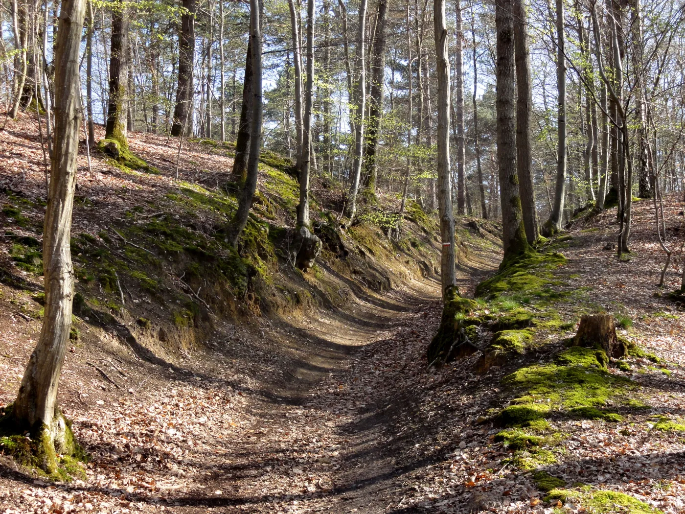 Forêt et cadre nature près du Château de Ravenel pour un evjf evg chic nature