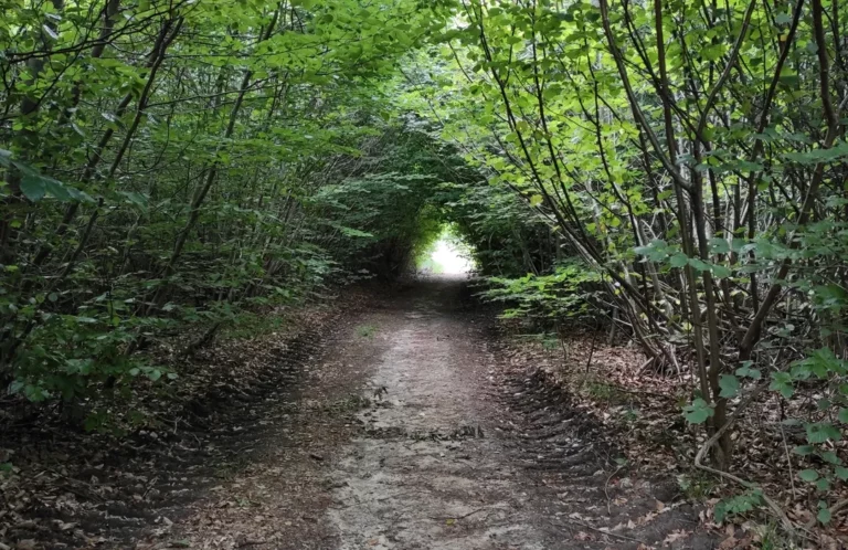 Étang et forêt près de Ravenel pour une activité nature EVJF EVG dans l'Oise